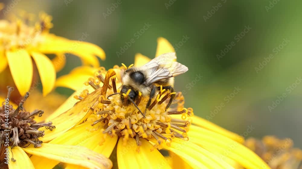 A large bumblebee insect collects nectar on a yellow flower in the park. Close-up, Macro. A large bumblebee insect collects nectar on a yellow flower in the park. Close-up, Macro.