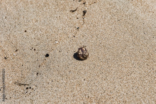 Little hermit crab with a beautiful shell crawling over the sandy beach of the Yasawa Islands, Fiji. Tiny hermit crab on a sandy beach. Crab with a shell crawling over the sand.  photo