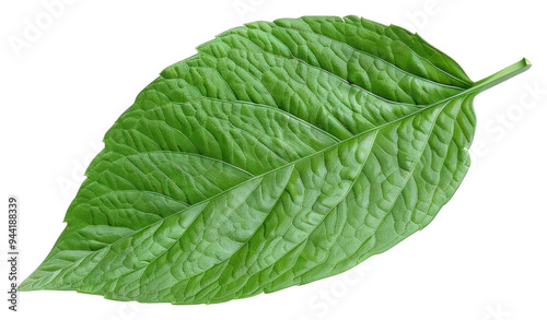 PNG 1 solid green leaf plant herbs mint.