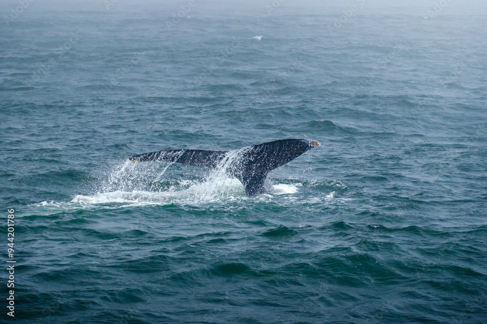 Fototapeta premium Buckelwal an der Küste von Monterey, USA, im Pazifik