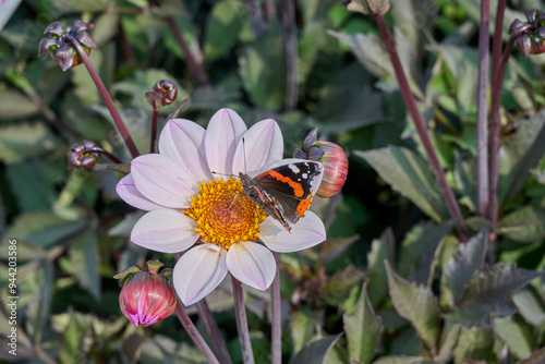 butterfly Atalanta on a dahlia flower with orange yellow center and light pink petals