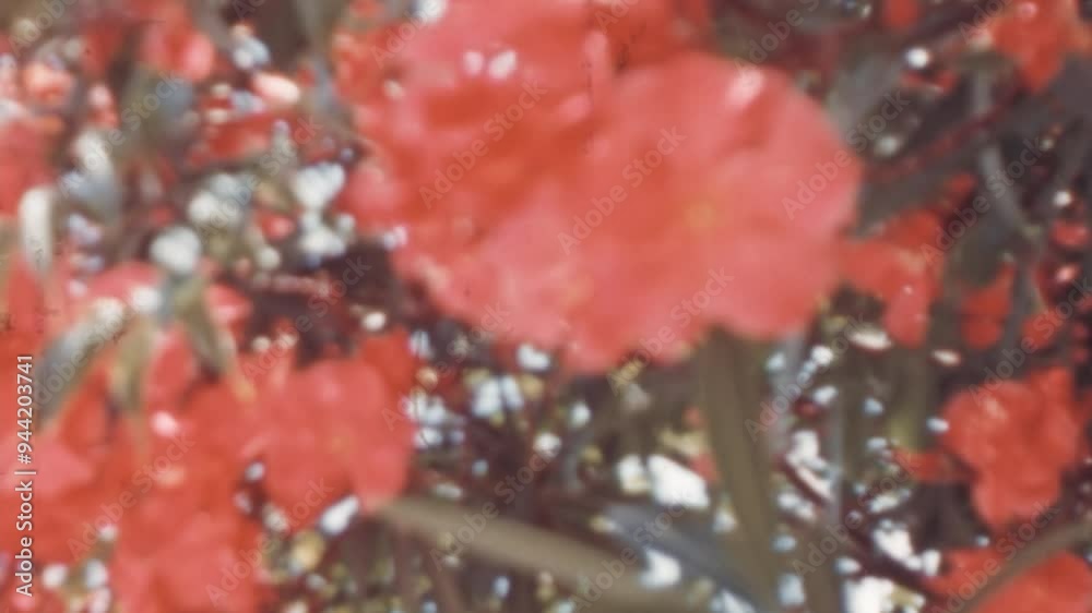 Close-up of vibrant red flowers in bloom, filmed in the 1960s. This scene captures the striking beauty of these blossoms, highlighted by the vintage film effect. Archival footage. Close-up of vibrant red flowers in bloom, filmed in the 1960s. This scene captures the striking beauty of these blossoms, highlighted by the vintage film effect. Archival footage.