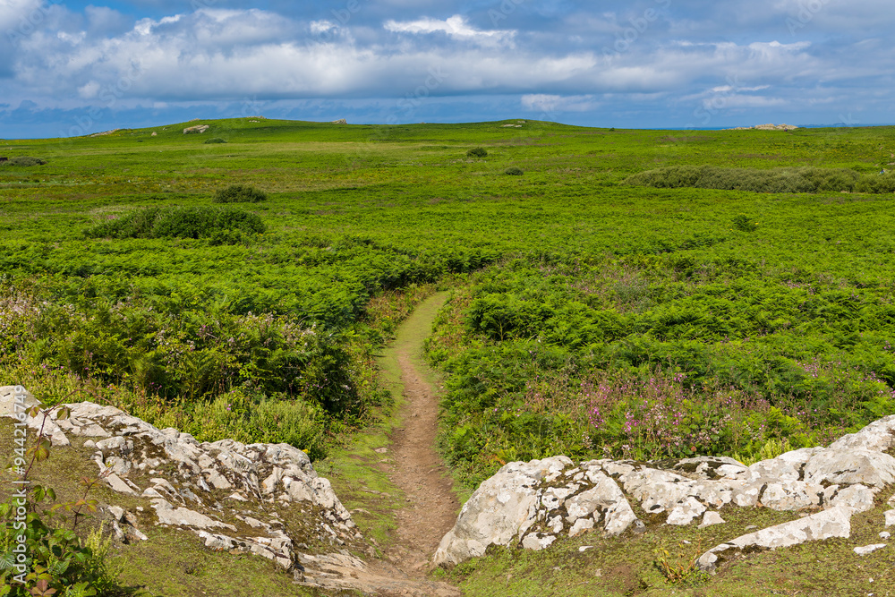 Lush green foliage and tracks on Skomer Island, Pembrokeshire, Wales Lush green foliage and tracks on Skomer Island, Pembrokeshire, Wales