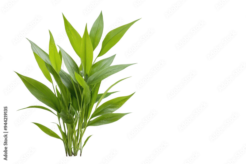 A vibrant green plant with lush leaves, ideal for enhancing decor and bringing a touch of nature indoors isolate on transparency background A vibrant green plant with lush leaves, ideal for enhancing decor and bringing a touch of nature indoors isolate on transparency background