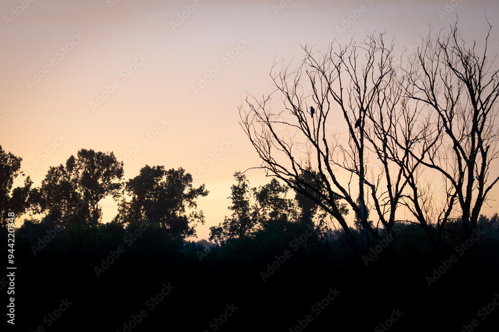 Fototapeta premium Silhouette of birds sitting on a dry tree at sunset