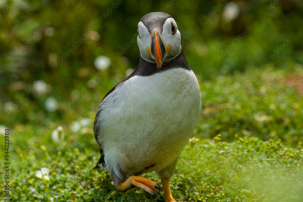 Naklejka premium Closeup of an Atlantic Puffin (Fratercula arctica) next to its burrow on Skomer Island, Wales