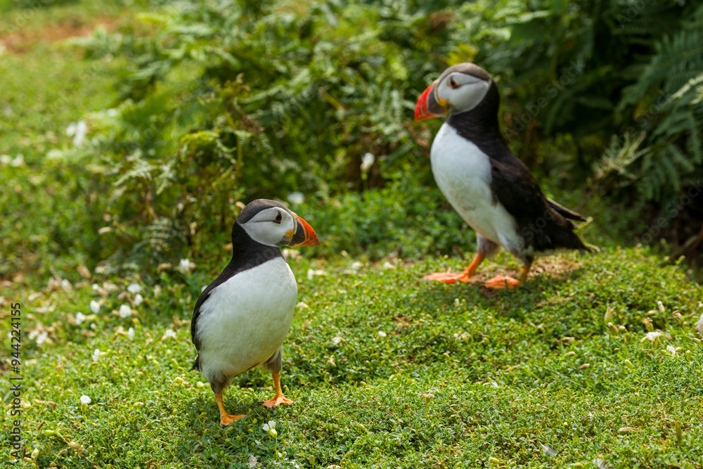 Naklejka premium Pair of Atlantic Puffins (Fratercula arctica) stood near their burrows on Skomer Island, Wales