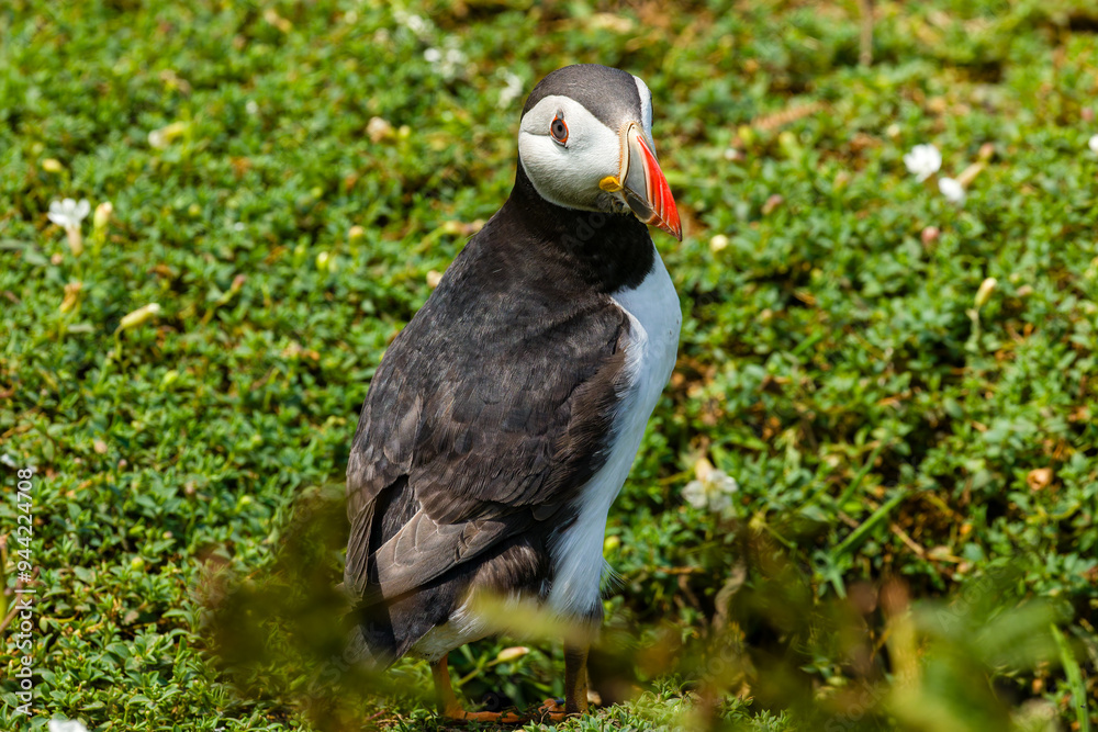 Obraz premium Common Puffin (Fratercula arctica) in short grass next to burrows on the island of Skomer in West Wales