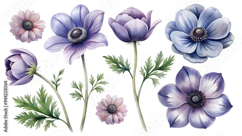 Set of flower clipart: anemone flowers, anemone buds. Delicate flowers and buds are perfect for adding elegance to any project. Ideal for cards, invitations and more.