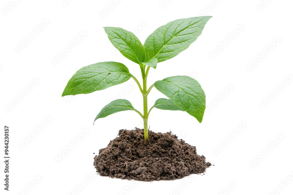 A young plant sprouting from rich soil, symbolizing growth, renewal, and the beauty of nature isolate on transparency background A young plant sprouting from rich soil, symbolizing growth, renewal, and the beauty of nature isolate on transparency background