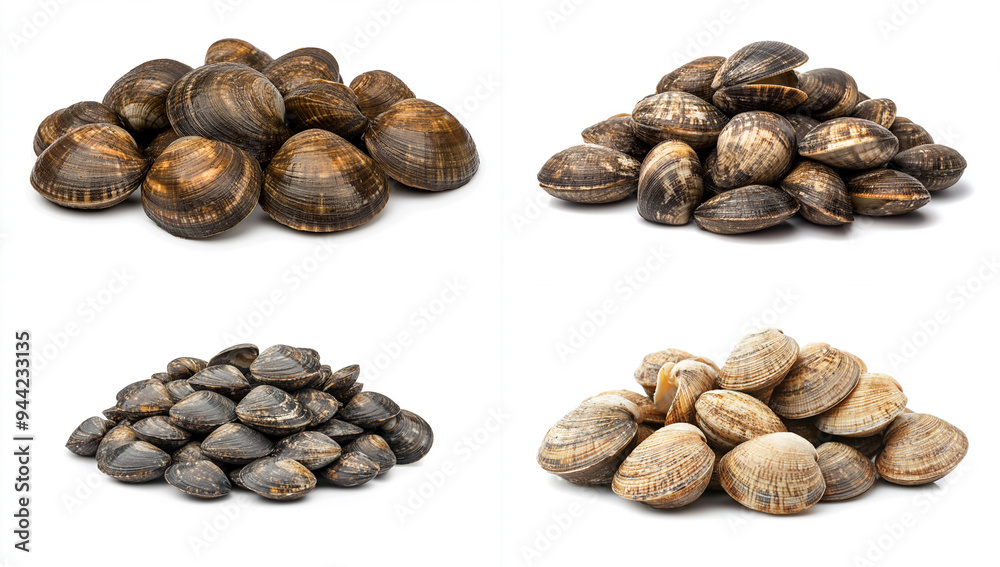 Pile of clams piled isolated on a white background Pile of clams piled isolated on a white background
