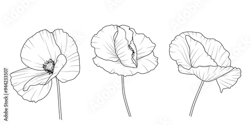 Maki - zestaw trzech kwiatów. Botaniczna ilustracja wektorowa.