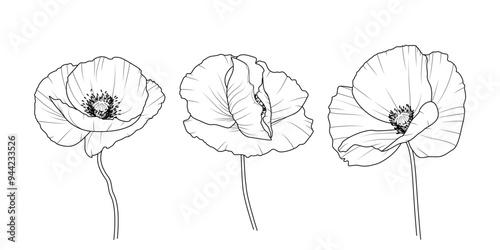 Maki - zestaw trzech kwiatów. Botaniczna ilustracja wektorowa.