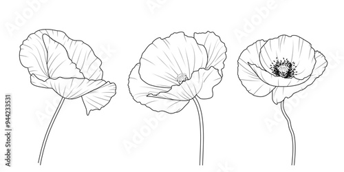 Maki - zestaw trzech kwiatów. Botaniczna ilustracja wektorowa.