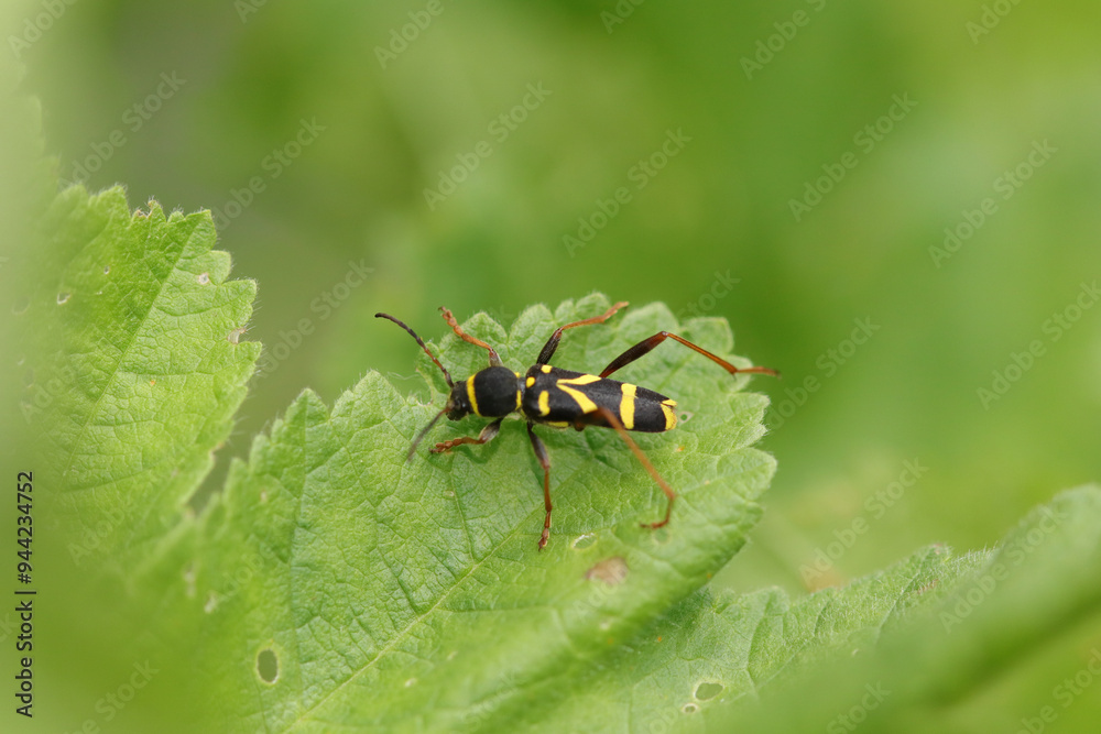Clyte bélier (Clytus arietis)
Clytus arietis in its natural element
Clyte bélier (Clytus arietis)
Clytus arietis in its natural element