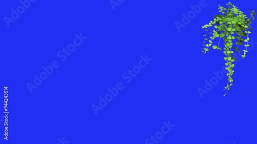 Animation of leaves with stem moving slowly with wind, Blue background, at the top right corner. Perfect for presentation, nature, botany videos. Royalty free videos used commercially. 4k Quality.