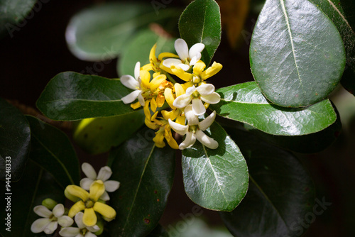 the flowering plant Pittosporum tobira, the Japanese pittosporum or Australian laurel, family Pittosporaceae. Small white-yellow flowers on a branch in spring. photo