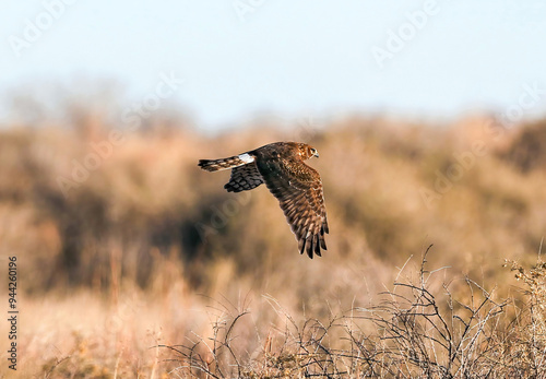 A Northern Harrier female hawk flying low across the prairie or grasslands at Rocky Mountain Arsenal Wildlife Refuge in Colorado searching for prey along the ground.