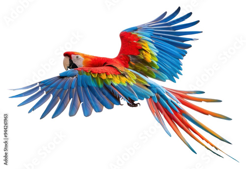 PNG  Colorful parrot flying in nature photo