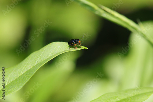 Cryptocephalus flavipes Cryptocephalus flavipes in its natural element 