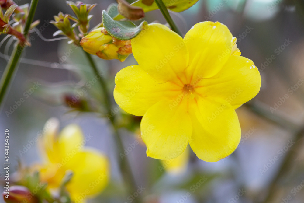 Primrose Jasmine or Jasminum mesnyi, bright yellow flowers, close up. Japanese or Chinese jasmines is woody vine, deciduous shrub, evergreen Primrose Jasmine or Jasminum mesnyi, bright yellow flowers, close up. Japanese or Chinese jasmines is woody vine, deciduous shrub, evergreen