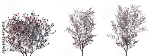 Set of Prunus × cistena (Purple Leaf Sand Cherry Purple-leaf Sand Cherry) frontal isolated png on a transparent background perfectly cutout