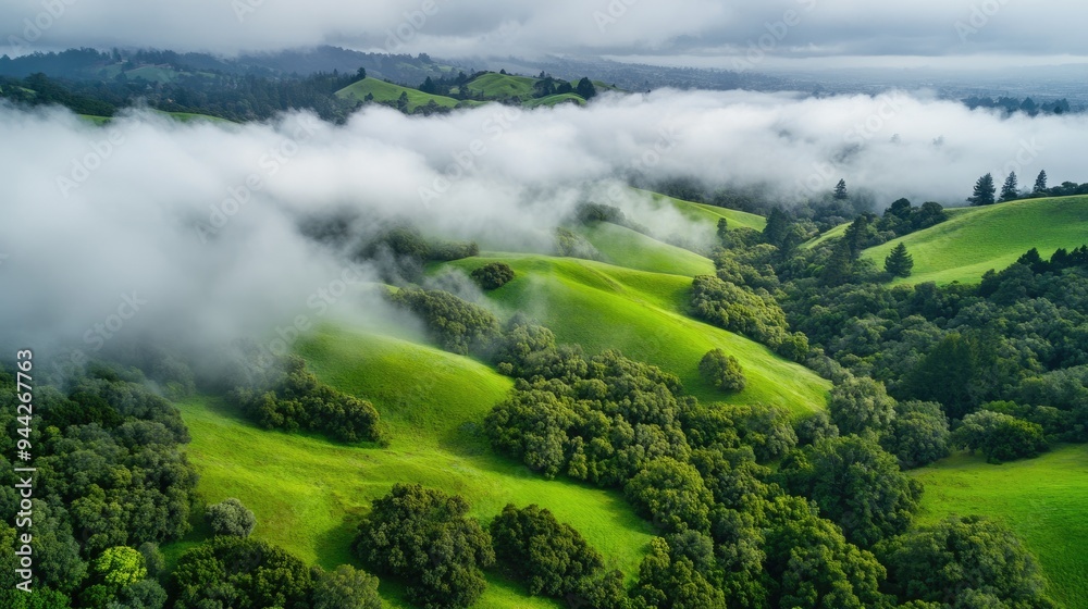 Oakland Hills Aerial Adventure: Lush Growth in Northern California's East Bay Oakland Hills Aerial Adventure: Lush Growth in Northern California's East Bay