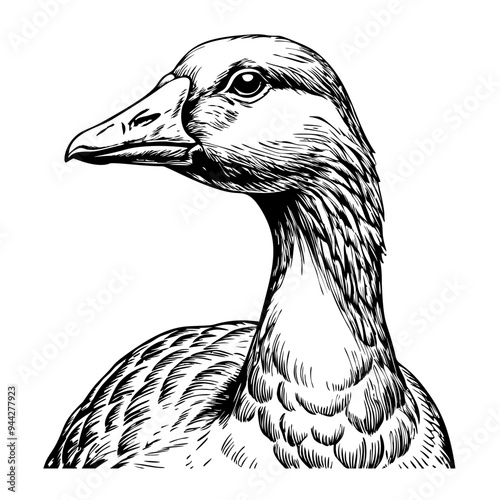 Goose looking back over its shoulder