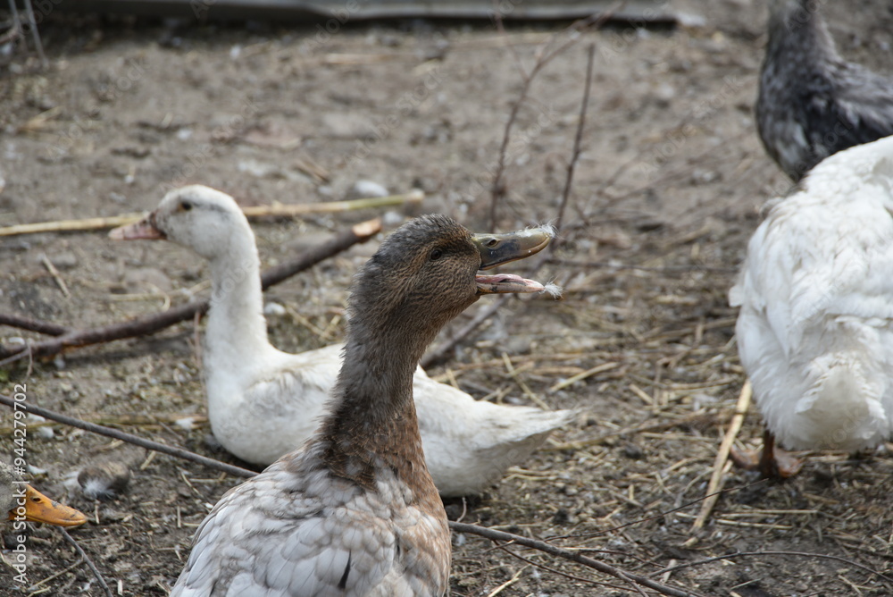 Obraz premium Birds on a farm. Geese and ducks graze on a poultry farm. They have white or gray plumage, yellow or red feet and beaks. A large flock of birds graze in the yard, pecking grain and drinking water.