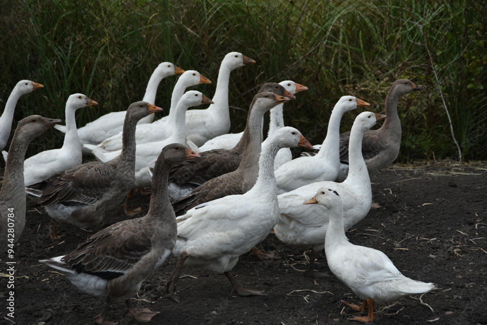 Obraz premium Birds on a farm. Geese and ducks graze on a poultry farm. They have white or gray plumage, yellow or red feet and beaks. A large flock of birds graze in the yard, pecking grain and drinking water.