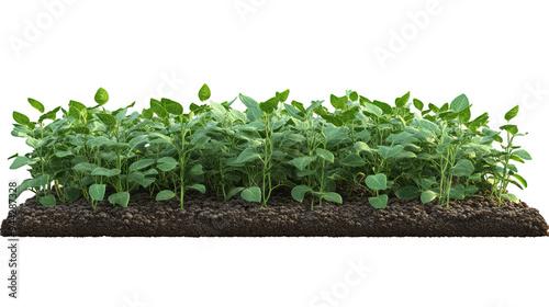 3d piece of land with soybean plantation on transparency background PNG