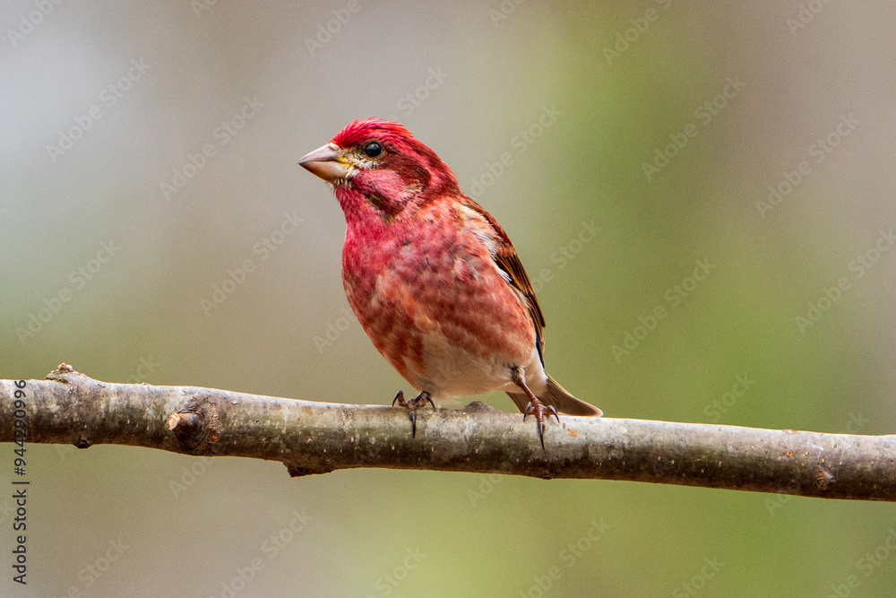 Purple Finch on Branch Purple Finch on Branch
