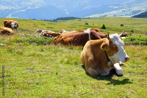 Cows grazing and resting on an alm pasture photo