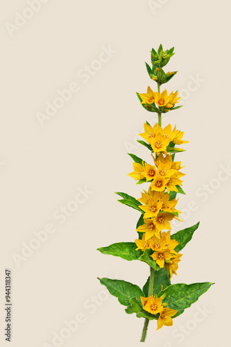 Yellow loosestrife lysimachia punctata with green pointed leaves photo