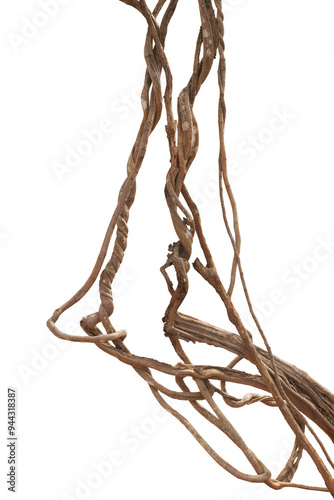 Fototapeta Naklejka Na Ścianę i Meble -  Twisted jungle vines, tropical rainforest liana plant