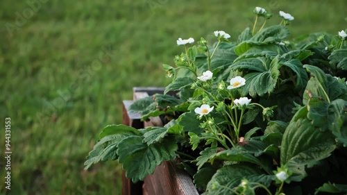 Blooming strawberry plant. Lots of beautiful white flowers of flowering strawberries in high bed of home gardening. Growing of berries. Fresh green leaves of blossoming bushes. Beauty in nature. 4K photo