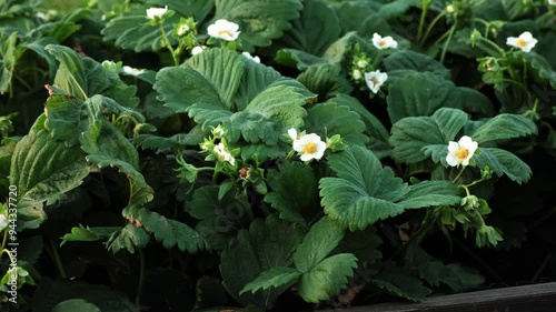 Blooming strawberry plant. Lots of beautiful white flowers of flowering strawberries in high bed of home gardening. Growing of berries. Fresh green leaves of blossoming bushes. Beauty in nature. 4K photo