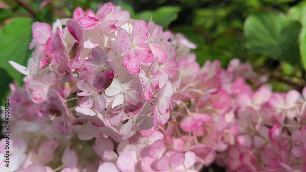 pastel color white and pink hydrangea blooms in a sunny garden setting with lush greenery botanical floral video close up flowers garden pastel color white and pink hydrangea blooms in a sunny garden setting with lush greenery botanical floral video close up flowers garden