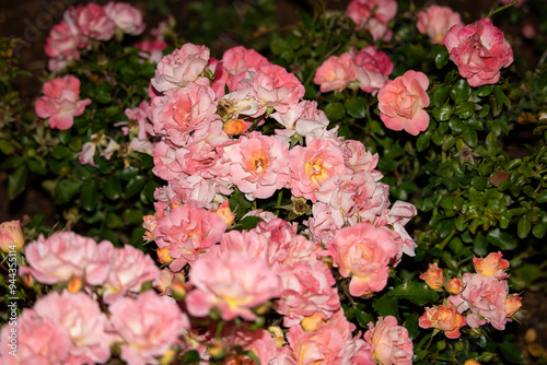 Pink flowers