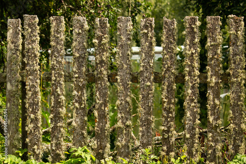 Old wooden rural fence, untreated wood with traces of aging fungus and moss.