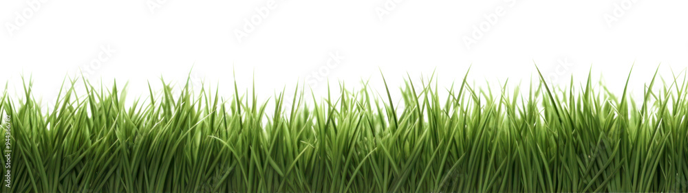 PNG Lush green grass isolated background PNG Lush green grass isolated background