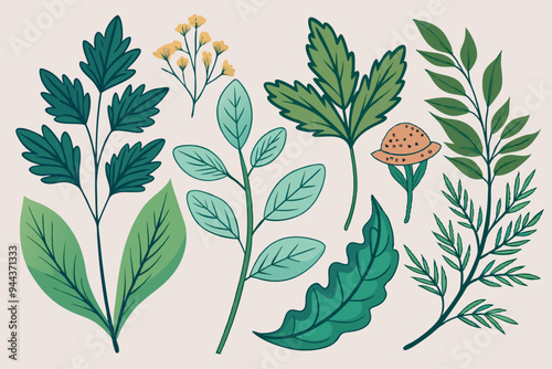 Elegant hand-drawn illustrations of herbal plants highlighting their leaves and form 