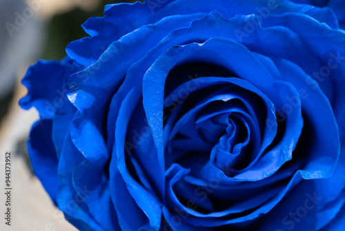 Fototapeta Naklejka Na Ścianę i Meble -  Blue rose flower macro