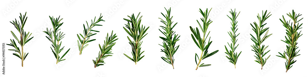 Collection of Rosemary twig and green leaves for garnish food menu isolated on a transparent background, PNG Collection of Rosemary twig and green leaves for garnish food menu isolated on a transparent background, PNG