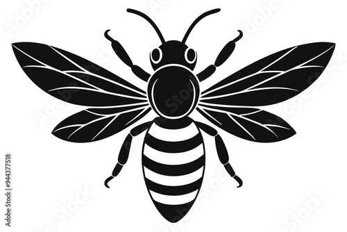 vector illustration of a black spider