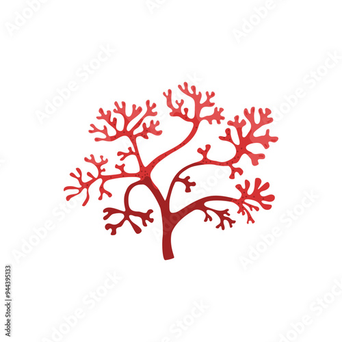 Sea red algae. Irish moss. Chondrus crispus.