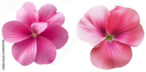 Pink Geranium Blooms: Two delicate pink geranium flowers in full bloom, isolated on transparent background. The petals are soft and velvety, with a subtle hint of pink and white. 