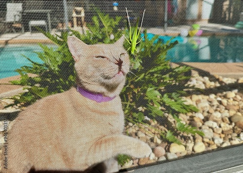 A large male ginger cat inside a screened pool patio, looking at a katydid on the outside, its shadow cast on his nose and face. 