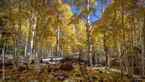 Quaking Aspens in Autum Colors Near Flagstaff Arizona