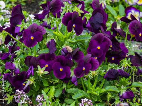 bouquet of outdoor flowers in a flowerbed in the garden: pansies